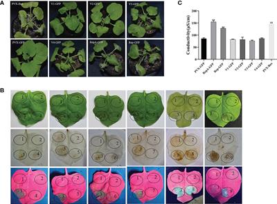 Regulation of Nicotiana benthamiana cell death induced by citrus chlorotic dwarf-associated virus-RepA protein by WRKY 1